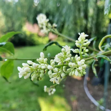 Budapest Airport * فيتْشيش